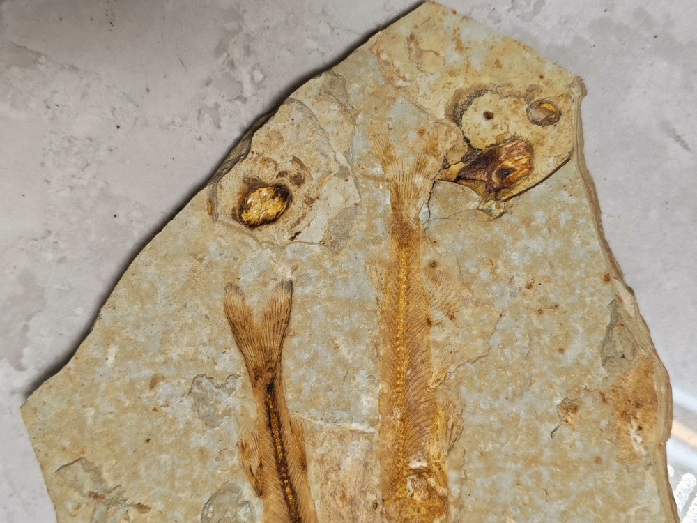 Unique and authentic fossilized fish fossils C01