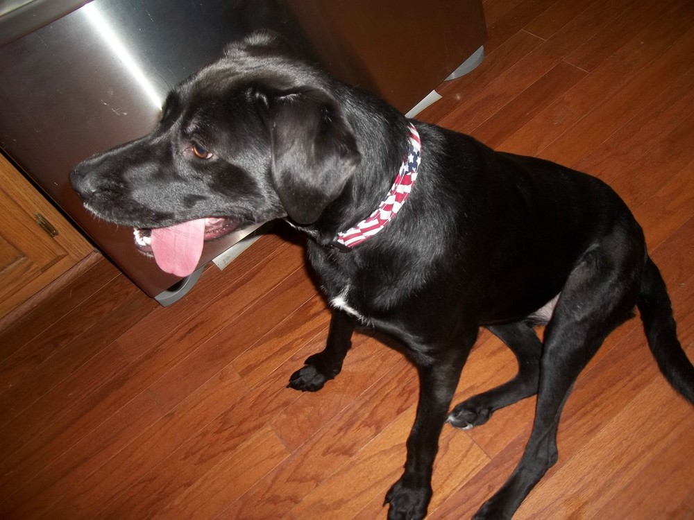 Bold Terri's Dog Collar custom hand made adjustable charming multi colored hip