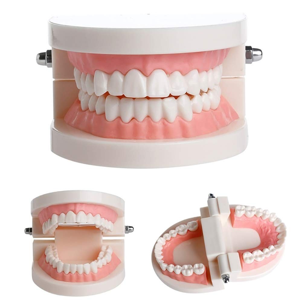 1 Pack Standard Teeth Model Adult Typodont Demonstration Denture...