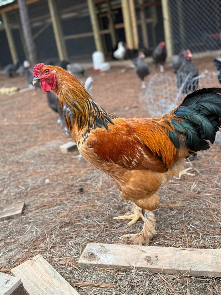 12 Chicken Hatching Eggs Mix (Rare Breeds)