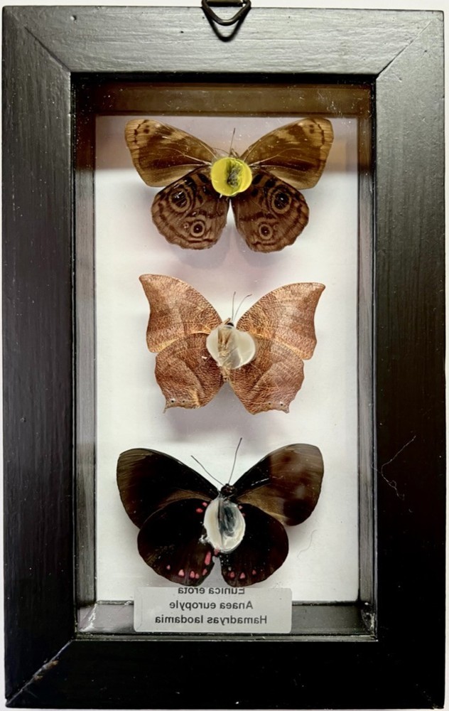 Three framed genuine butterflies - Peru - Noble Leafwing, Starry Night Cracker