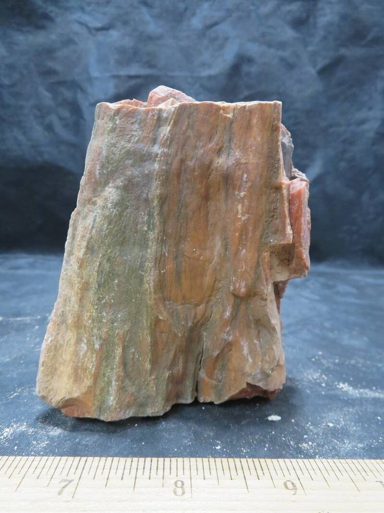 Petrified Wood 1 lbs & 11 ozs