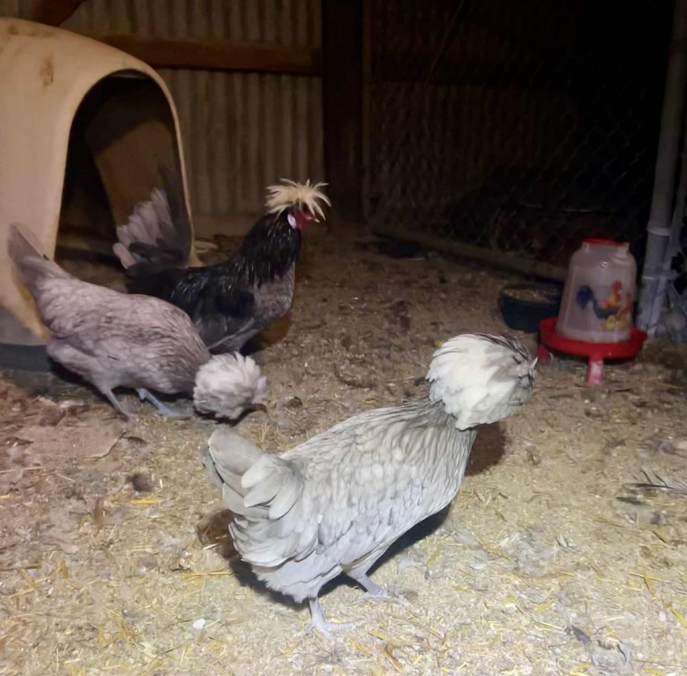 8 + White Crested Blue Polish Hatching Eggs – Frizzle Possible
