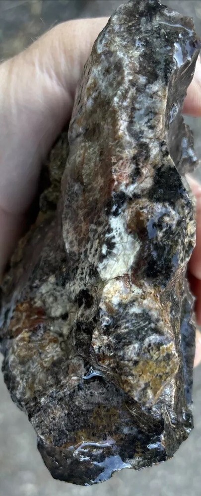 Silver Creek Junction petrified wood