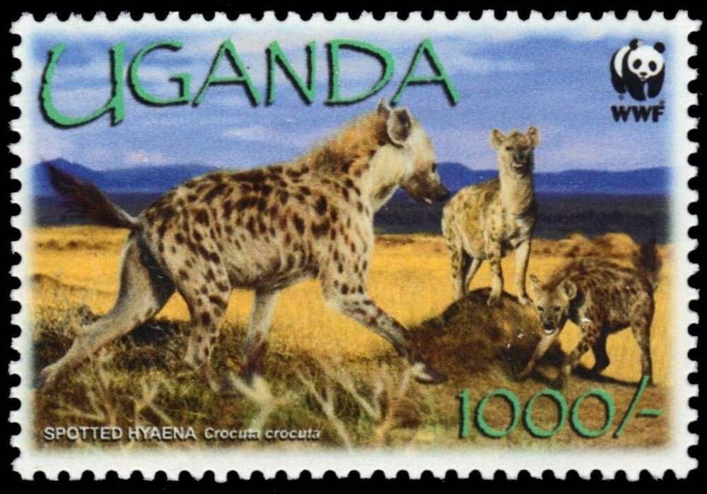 UGANDA 1892b - Spotted Hyaena "Crocuta crocuta" (pb64022)