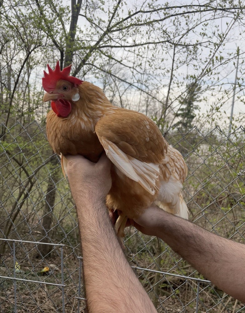12 LF Colored Leghorn Hatching Eggs!