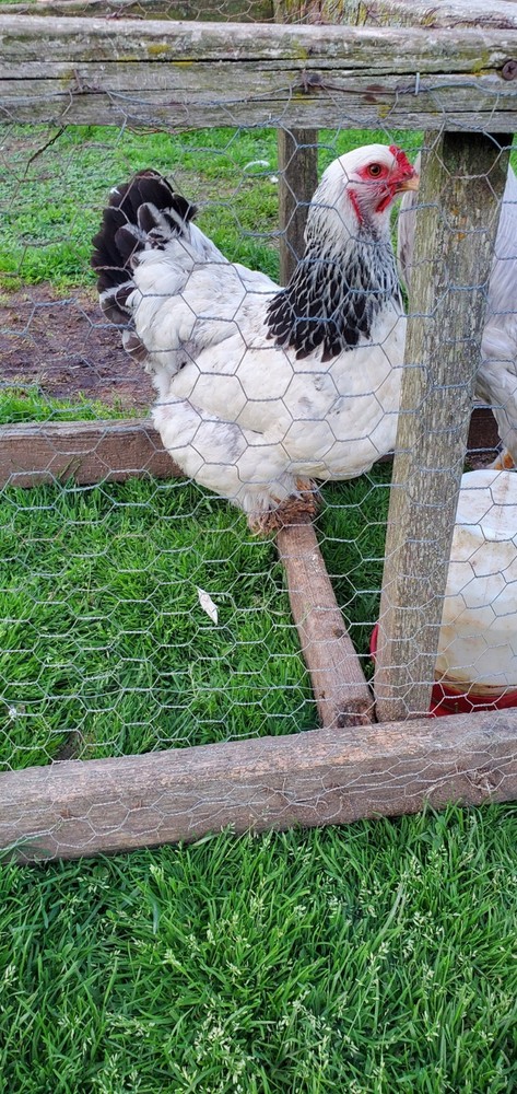 Self Blue Light Columbia Brahma Hatching Eggs 6+