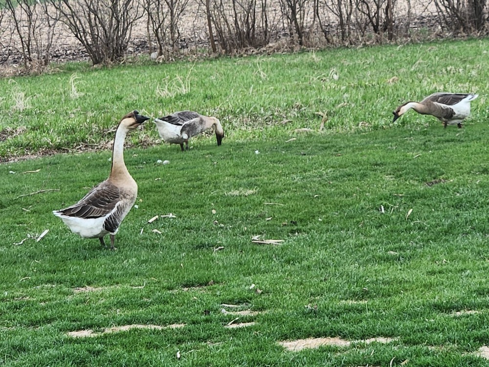 African Goose 3 Hatching Eggs