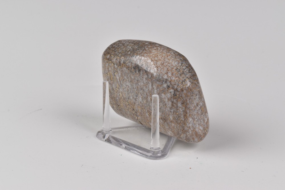 Polished Dinosaur Bone from Morocco 4.7 cm # 21578