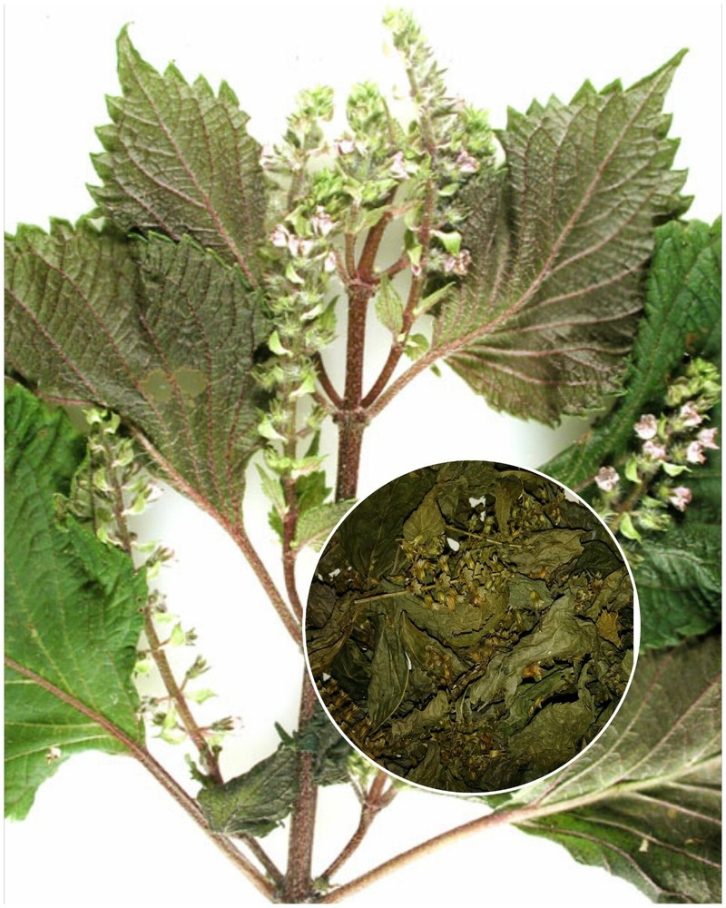 Perilla Mint Leaf Herb Wild Crafted For Rituals 1/2 Oz.