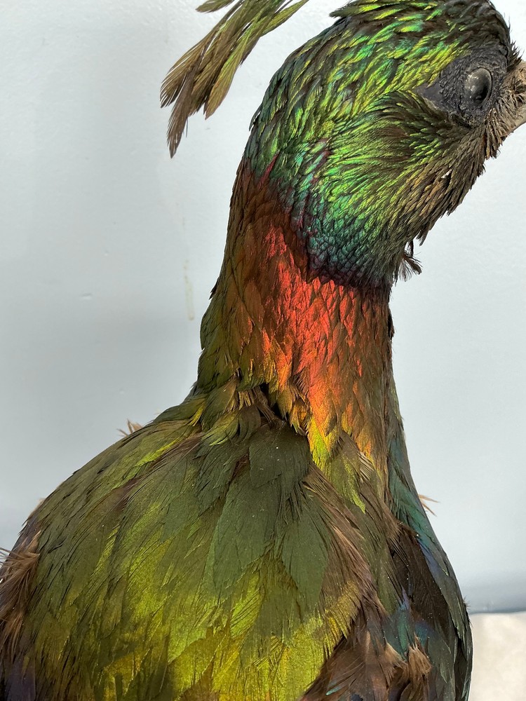 Monal Impeyan Pheasant feathers