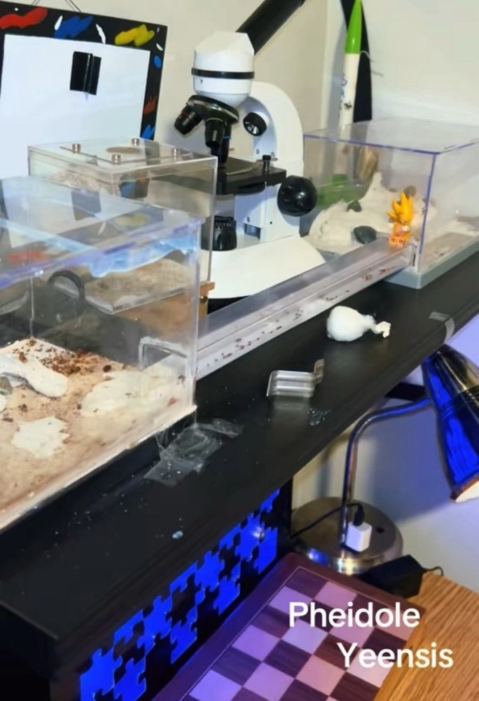 Formicarium