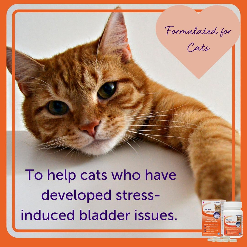 Cystease Advanced Urinary Tract Support for Cats (Pot Size: 30 Tablets)