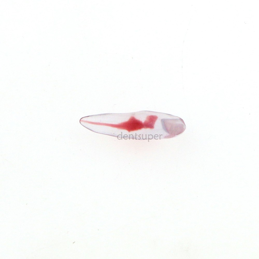 12 Sizes Dental 3D Curved Root Teeth Model RCT Endo Practice Training Tooth Mode
