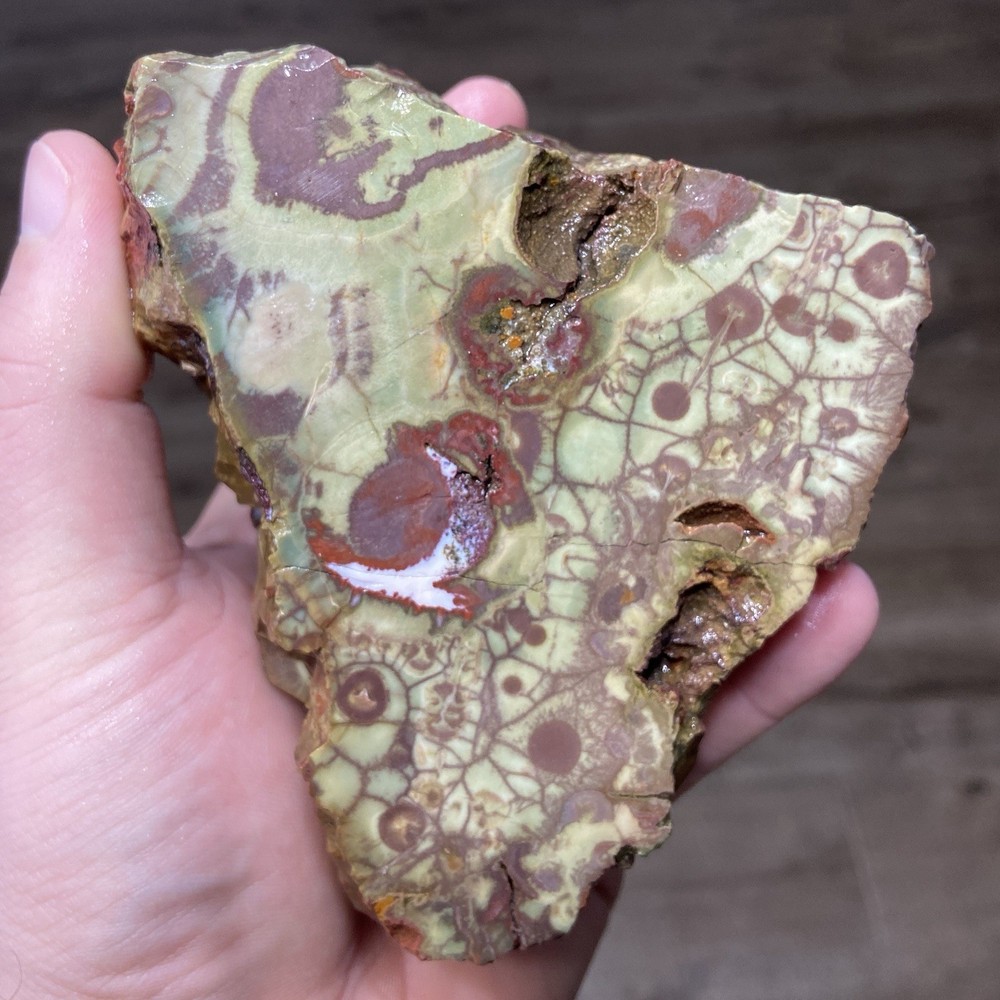 Mushroom Spiderweb Jasper Vibrant Lapidary Rough 2 Pounds!