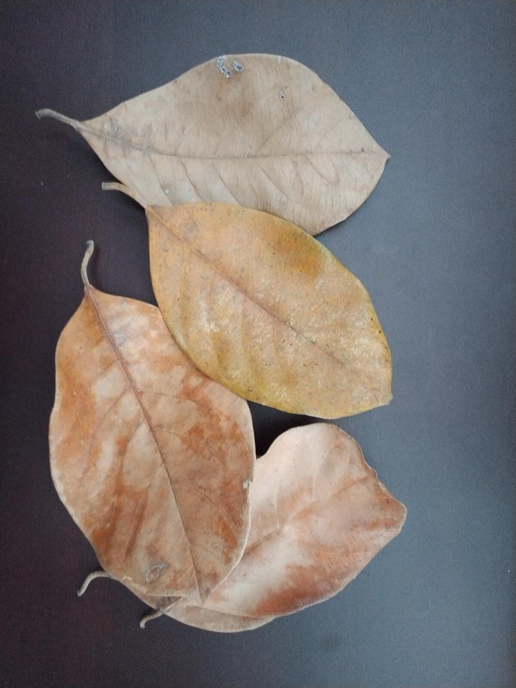 Natural dried ceylon jack fruit leaves