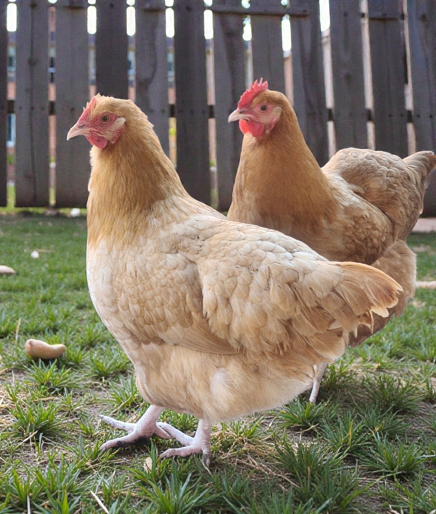 Buff Orpington Fertile Hatching Eggs 12+ NPIP Certified