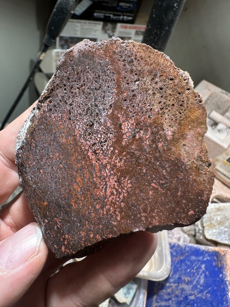 Dinosaur bone rough **hxtled end cut.