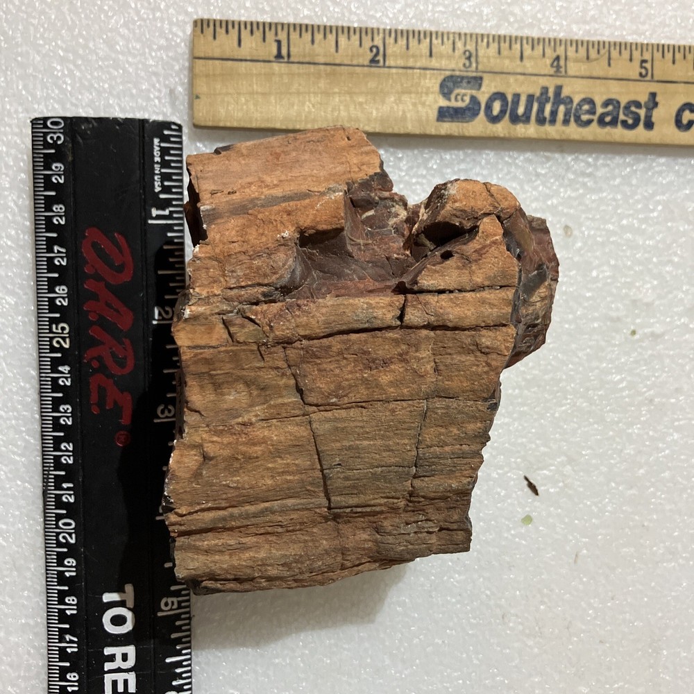 Arizona Petrified Wood