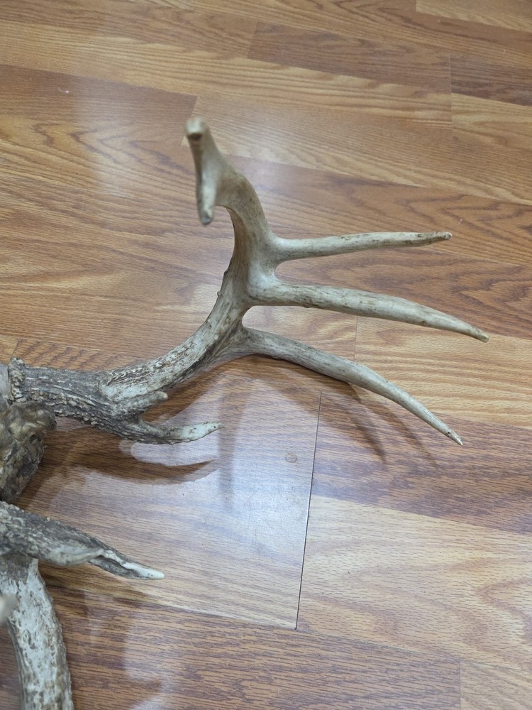 D43 Dead Head Skull Whitetail Deer Antler On
