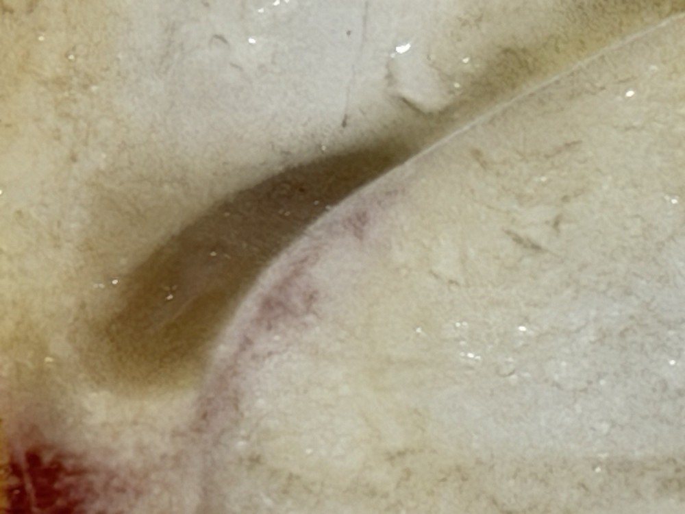 Willow Creek Jasper Slab, Lot #319