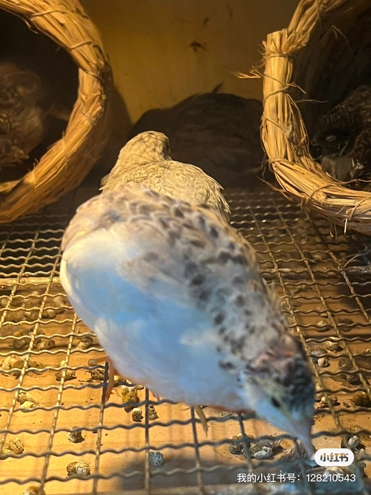 button quail hatching eggs