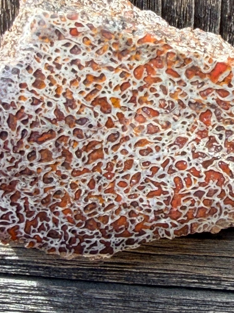 Dinosaur Gem Bone Polished Fossil Display