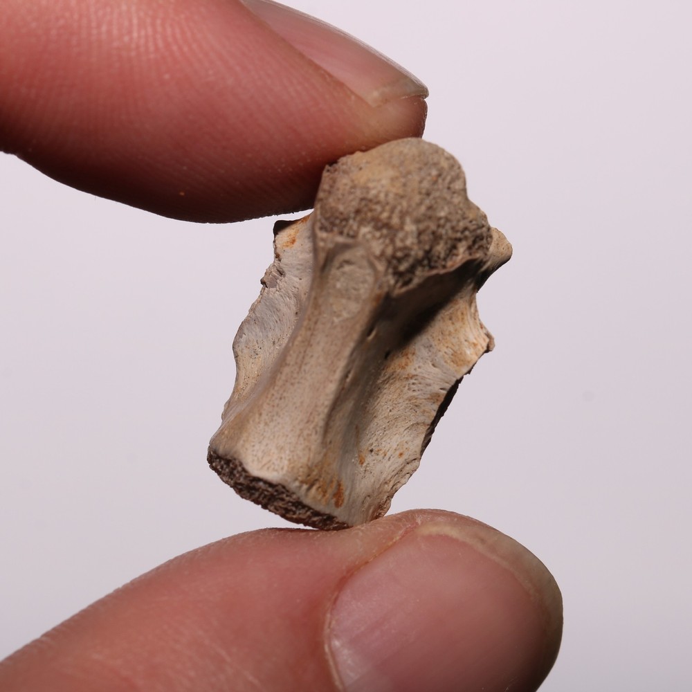 Reptile Vertebra with Processes DINOSAUR AGED - Cretaceous Hell Creek Formation