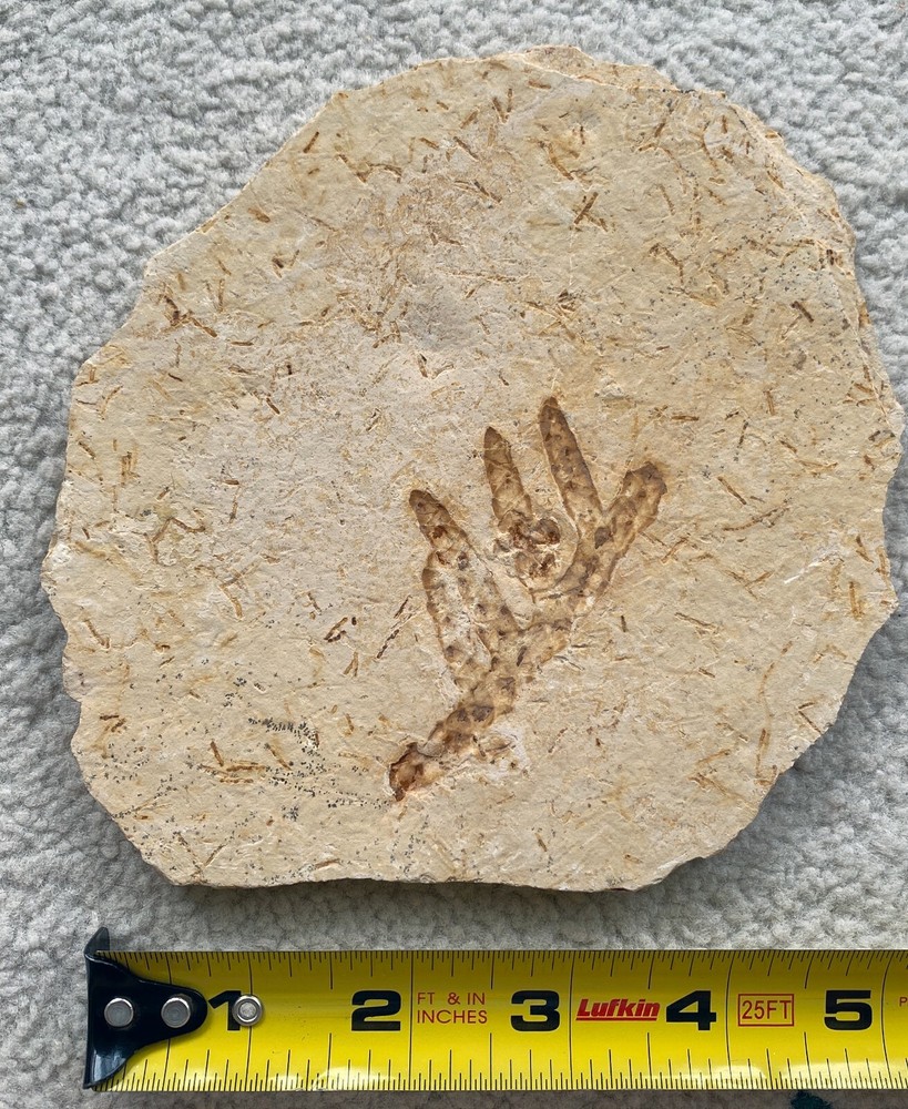 2.75 inch Lower Cretaceous Conifer - Brachyphylum from Crato, Brazil
