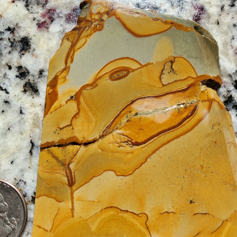 Unusual Owyhee Picture Jasper Slab Dinosaur Pattern!