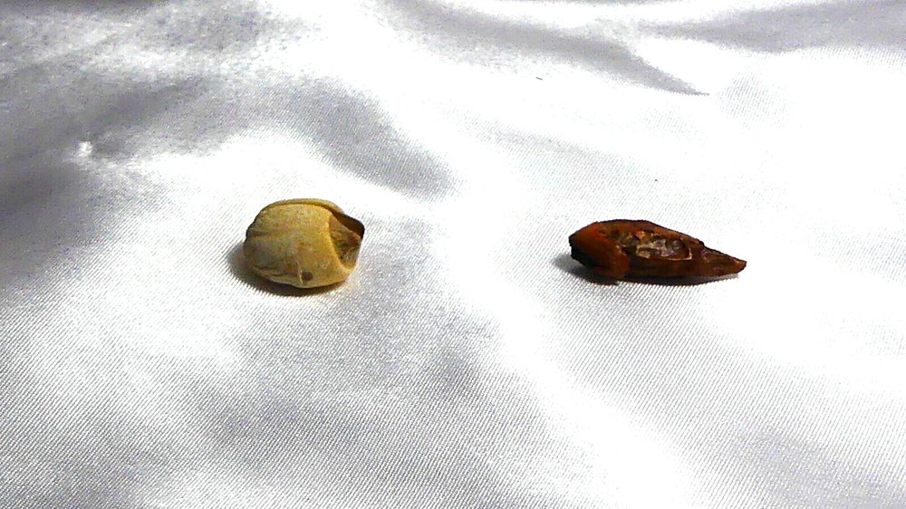 adam and eve root( 2 pair )