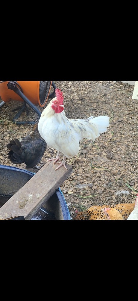Fertile Bantam Mystery Hatch 12 eggs