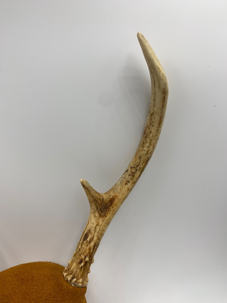 Mounted White-Tail Deer Antlers