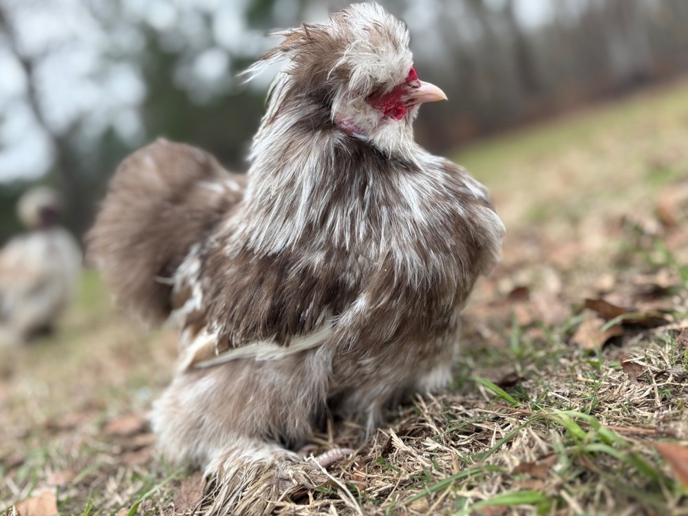 12+ mottled silkie/satin hatching eggs NPIP/AI clean