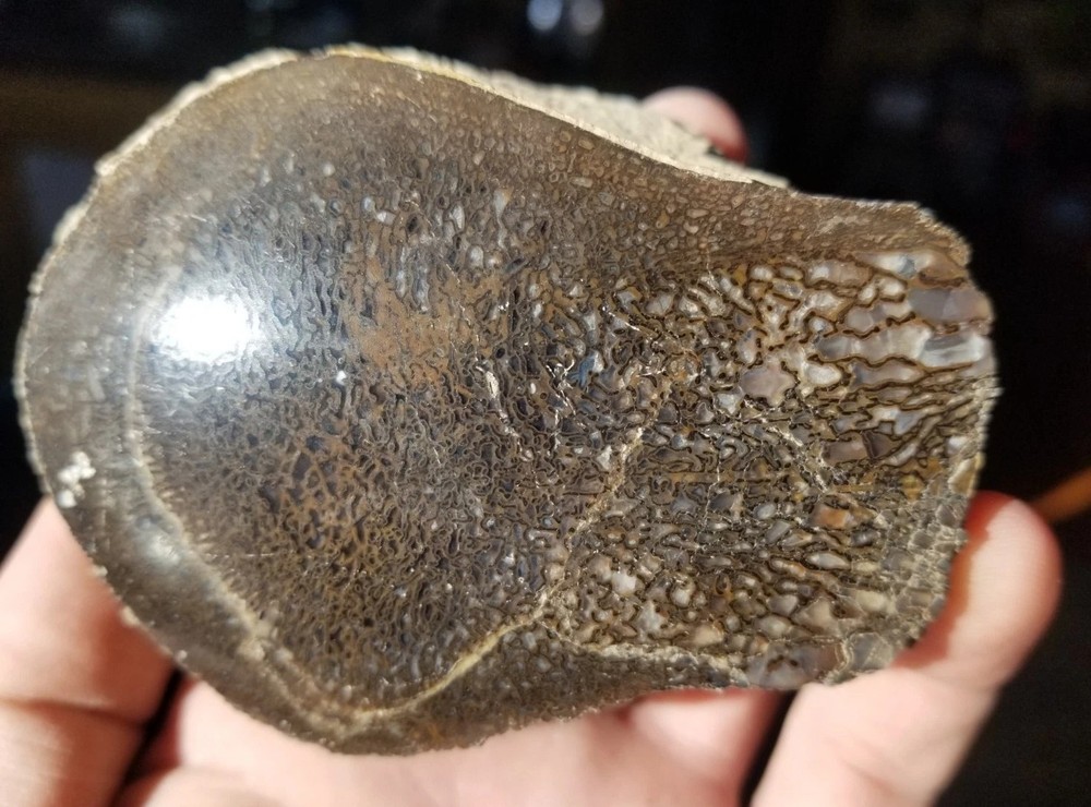 Nice Stegosaurus Vertebra Agatized Split Polished Multicolor Solid Morrison 2+Lb