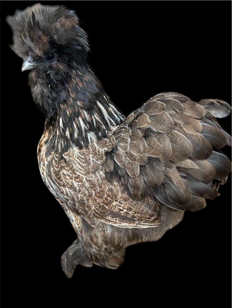 12 Bearded and Crested Silkie & Satin hatching eggs
