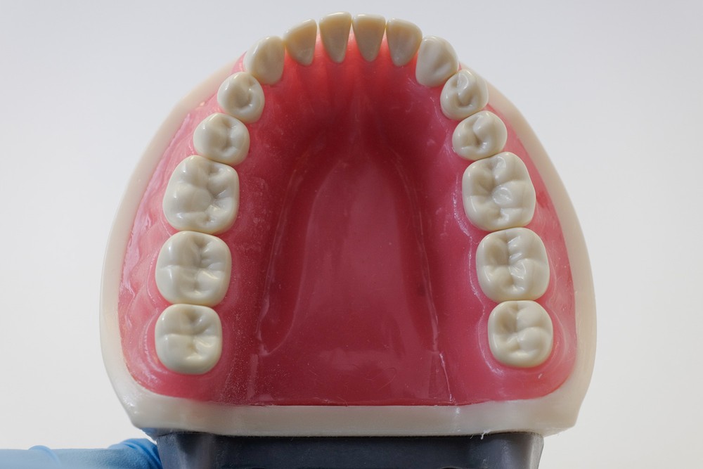 Dental Anatomy Typodont Educational Model 200 Removable Teeth NBDE NERB ADEX