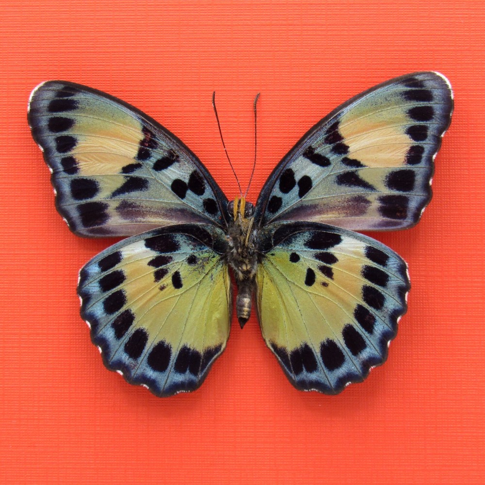 Real mounted Forester butterfly - Euphaedra ignota - A1-