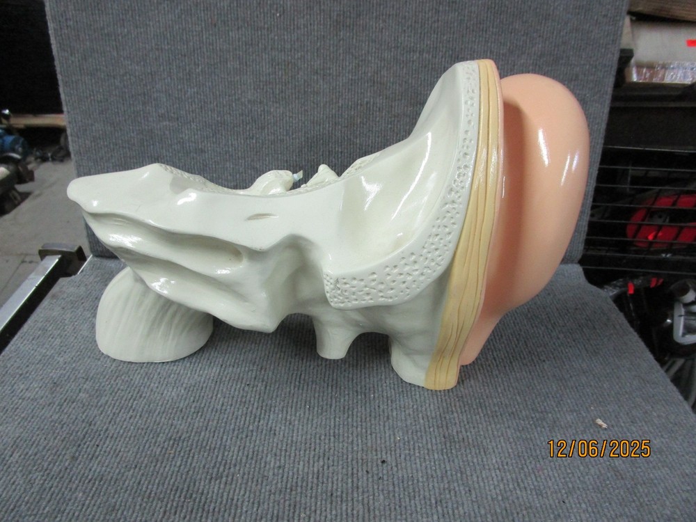 Denoyer Geppert Medical Ear Display