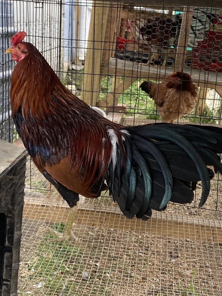 Bates Hatch Stag 10 months old