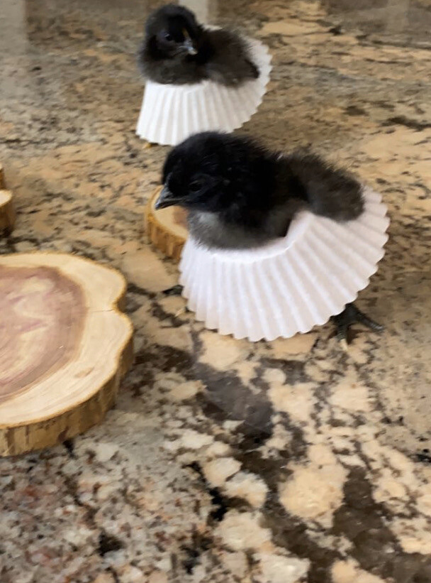 12 Organic Hatching Eggs - Rare Breed - Ayam Cemani