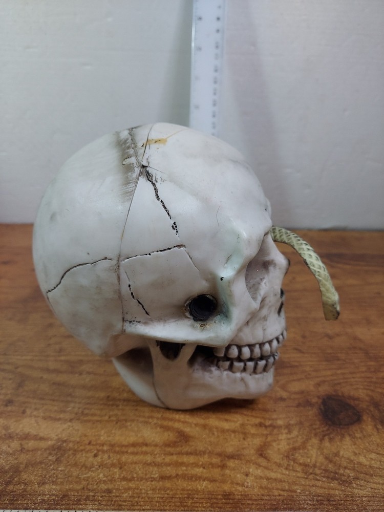 Skull With Snake Decoration 6"