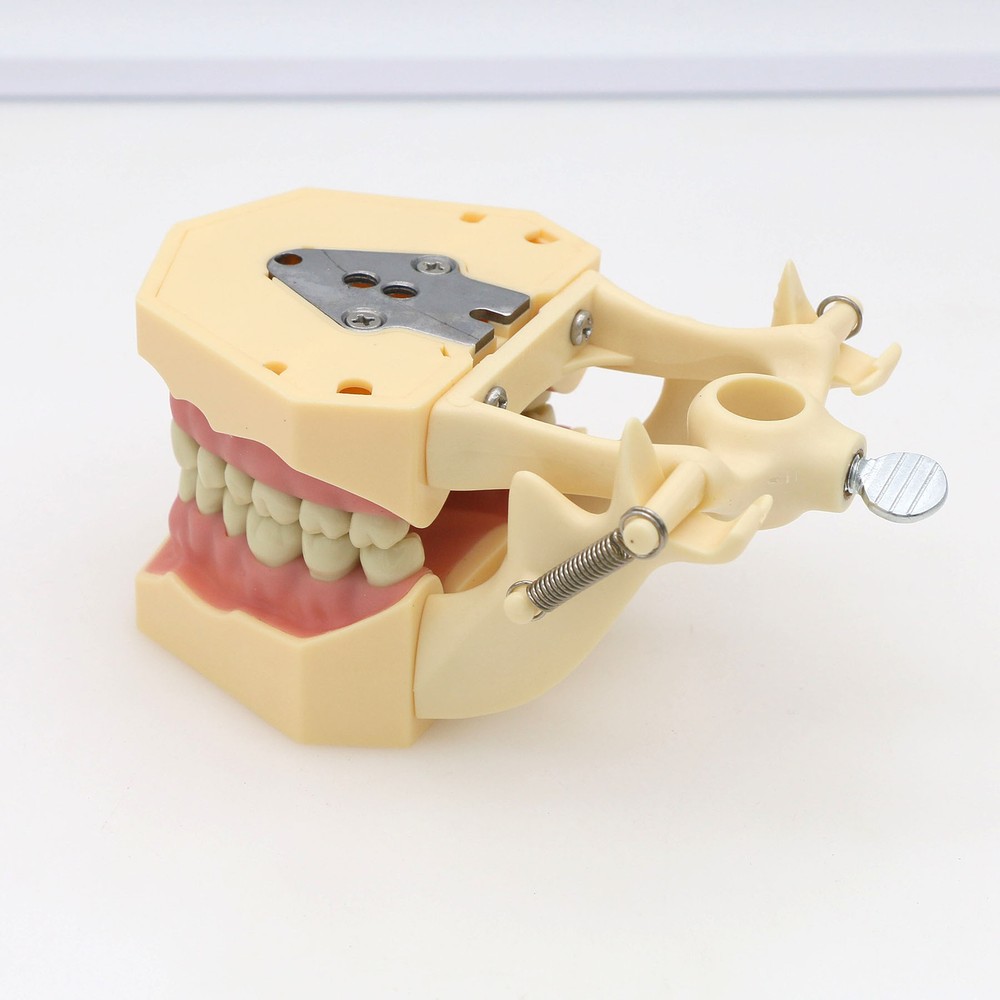 Dental Multiple Types Teaching Teeth Model Typodont Ortho Implant Practice Demo