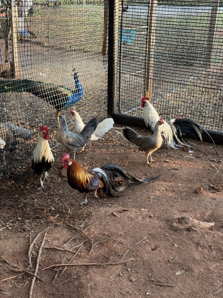 6 Rare Onagadori Longtail Hatching Eggs