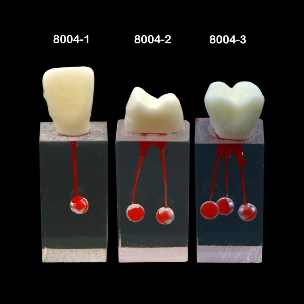 10Pcs Dental Root Canal Study Teeth Model for Endodontic Rotary Files Practice