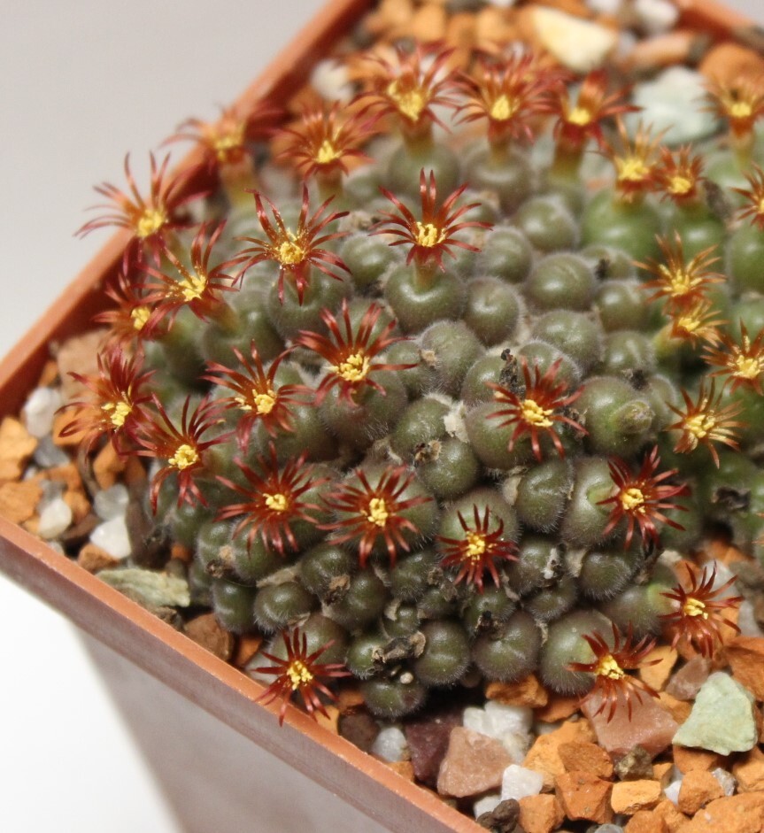 Conophytum stephanii helmutii seeds 20 pcs