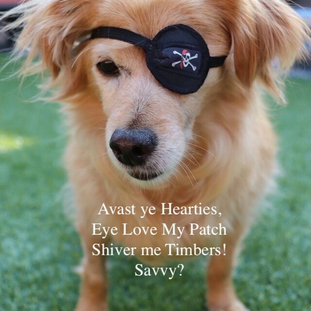 Custom Eye Patches for Dog 100% Cotton