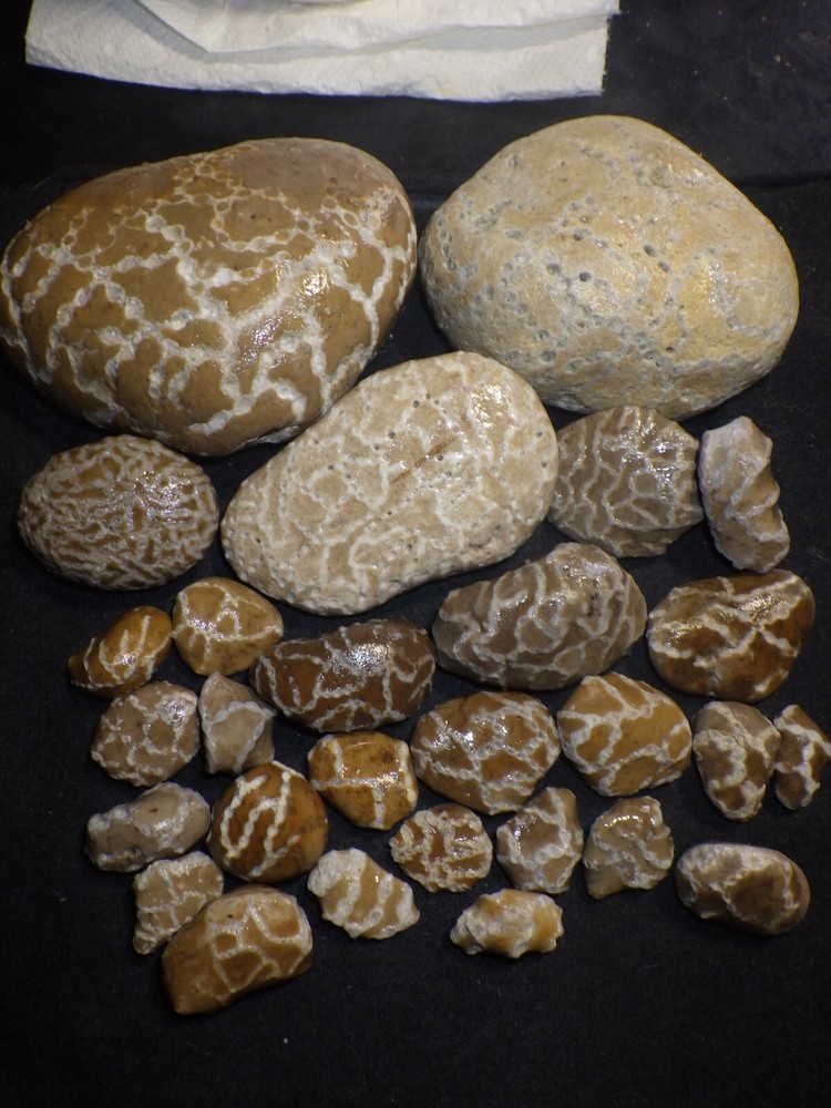 Chain Coral Halysites 2 lbs 10.1 oz