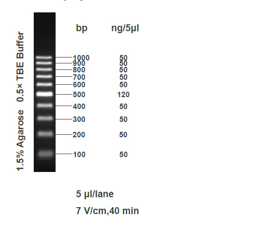 100bp DNA Ladder