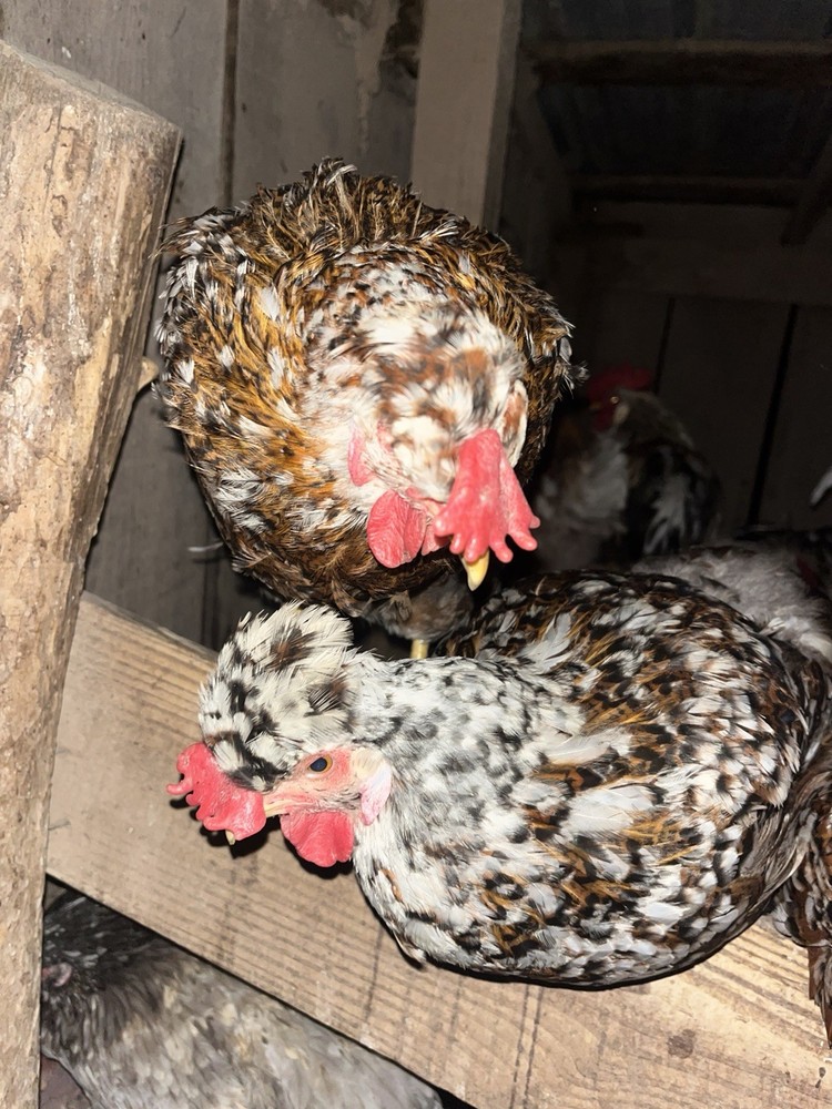 Swedish Flower Hatching Eggs NPIP 6+